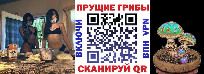 Псилоцибиновые грибы Cubensis  как найти   Данилов 